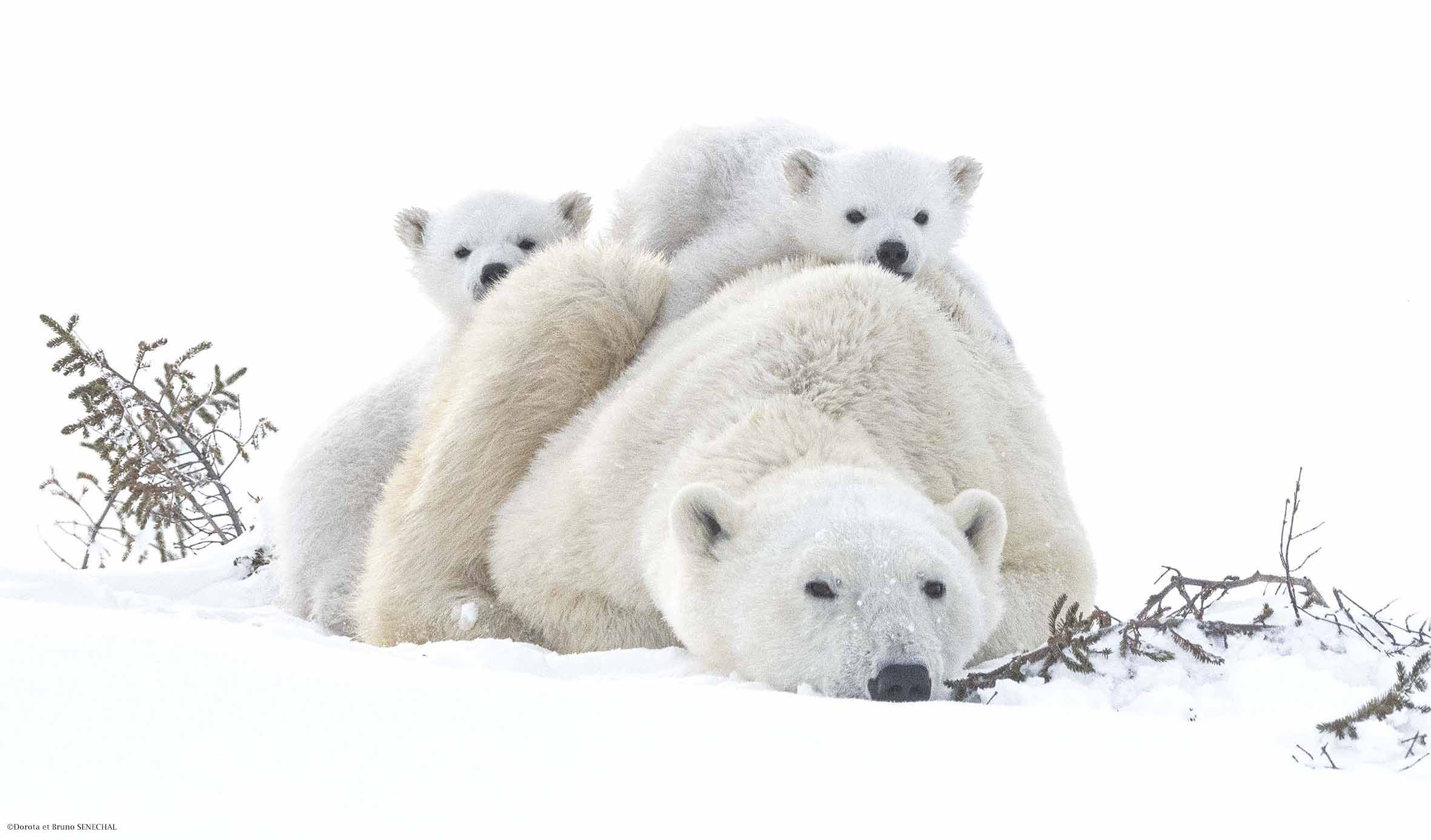 affiche 2025 festival sologne anture image Dorota et Bruno SENECHAL